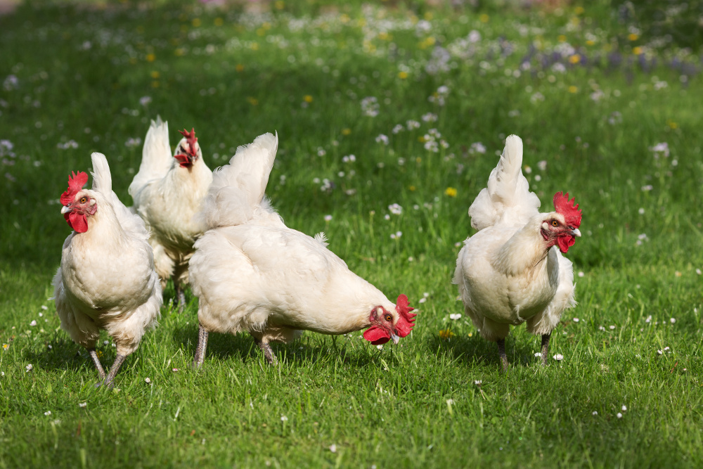 Happy hens